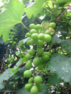 あら、いつのまに。