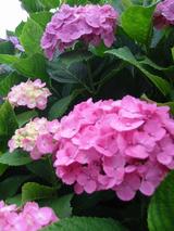 少ないですね。