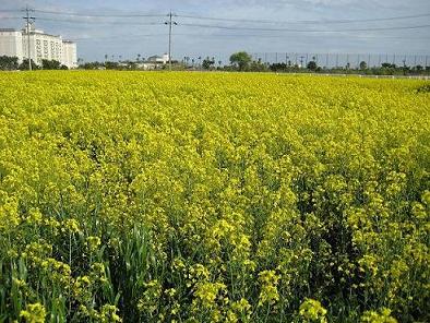 菜の花のジュウタン