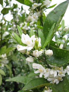 ミカンの花